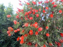 Flora en fauna